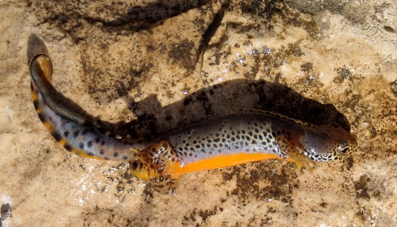 tritone alpestre